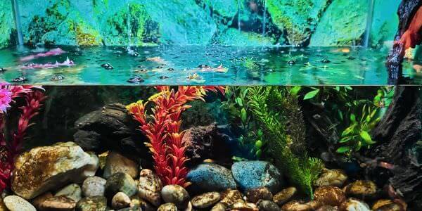 Aquarium mit Korallen und bunten Fischen – Aquarium-Umzug Meiningen