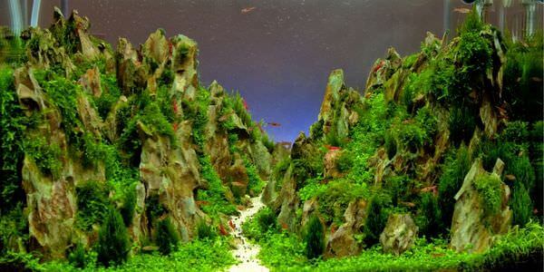 Aquarium mit Felslandschaft und Pflanzen – Umzug mit Aquarium in Meiningen