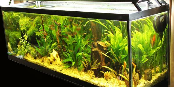 Aquarium-Umzug Meiningen: Längliches Aquarium mit grünen Wasserpflanzen