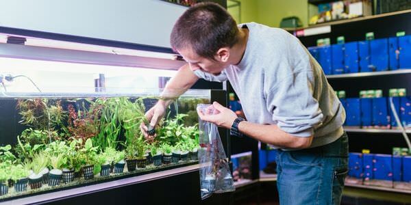 Mann versorgt Aquarienpflanzen vor einem Aquarienregal – Umzug mit Aquarium in Meiningen